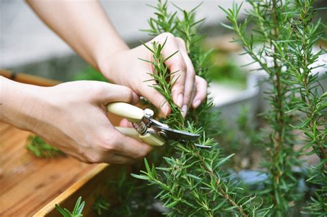 Trellising tomatoes and harvesting herbs: 5 things to do in the garden